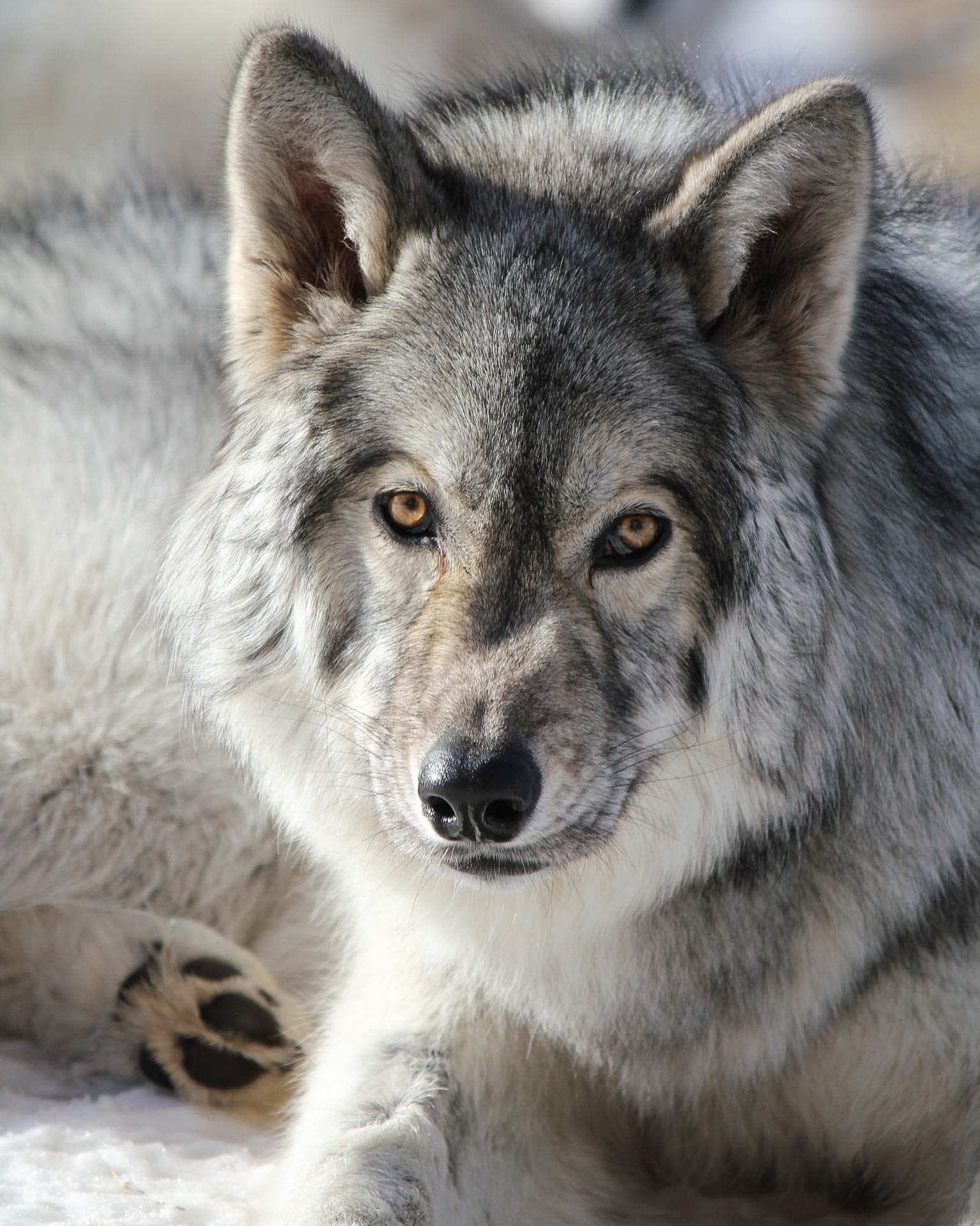 Yamnuska Wolfdog Sanctuary